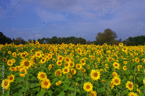 Helianthus annuus ist der wissenschaftliche Name für die Sonnenblume