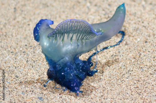 Bluebottle jellyfish in Queensland Australia