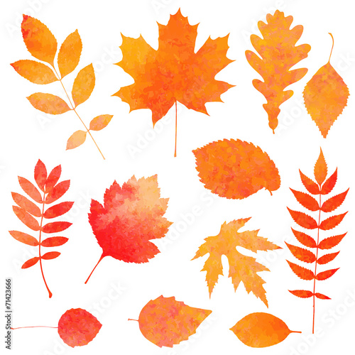Watercolor collection orange autumn leaves