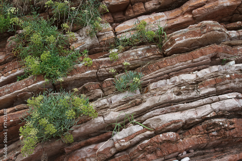 Texture of red rock with growing plants close-up