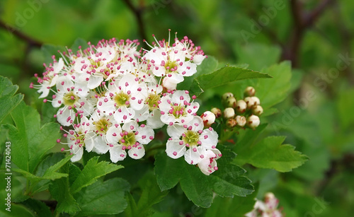 Blossoming branch of a hawthorn