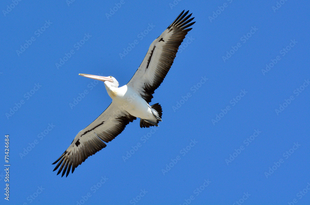 Obraz premium Pelican - Water Birds