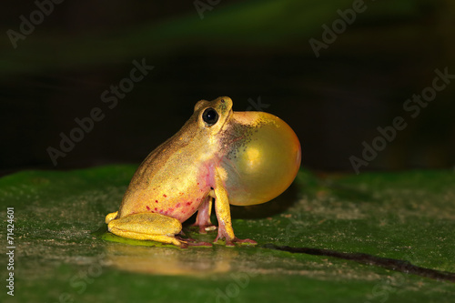 Εκτύπωση καμβά Reed frog calling