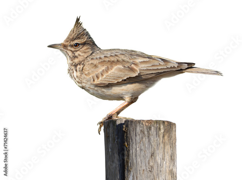 Crested Lark On White photo