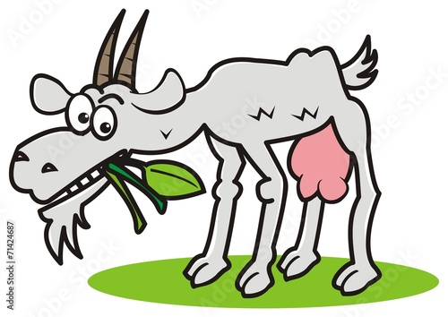 goat and grass