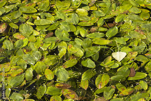 leaves floating on water