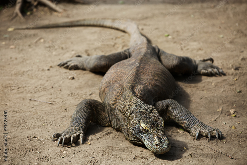 Komodo Dragon, the large lizard in Rinca island Komodo Dragon, the large lizard in Rinca island