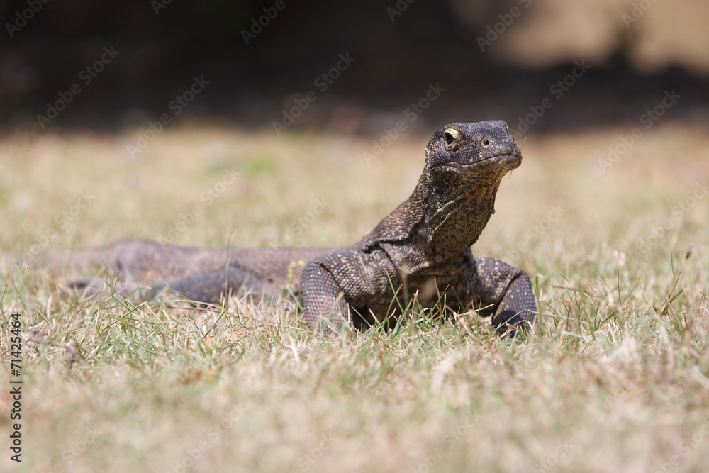 Komodo Dragon, the large lizard in Rinca island Komodo Dragon, the large lizard in Rinca island
