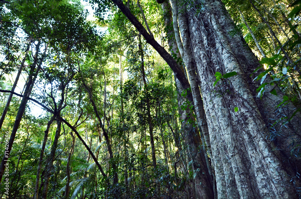 Fototapeta premium Springbrook National Park - Queensland Australia