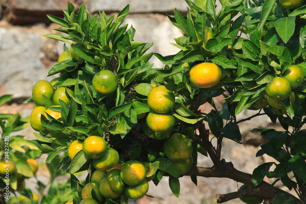 Ripe tangerines on a branch close-up