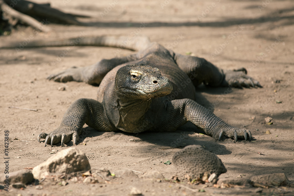Komodo Dragon, the large lizard in Rinca island Komodo Dragon, the large lizard in Rinca island