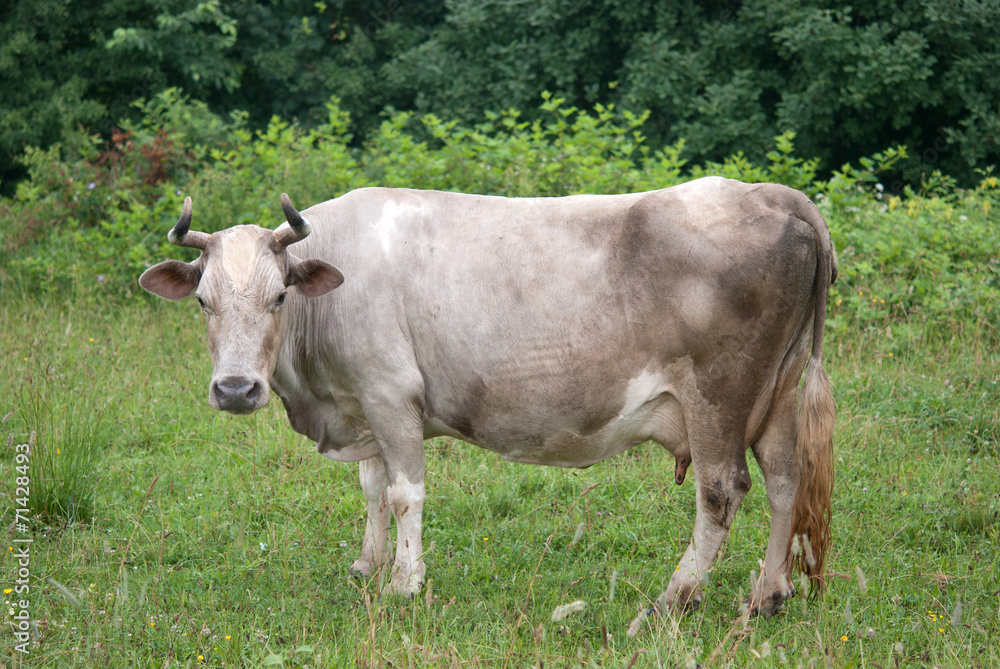 cow in green field