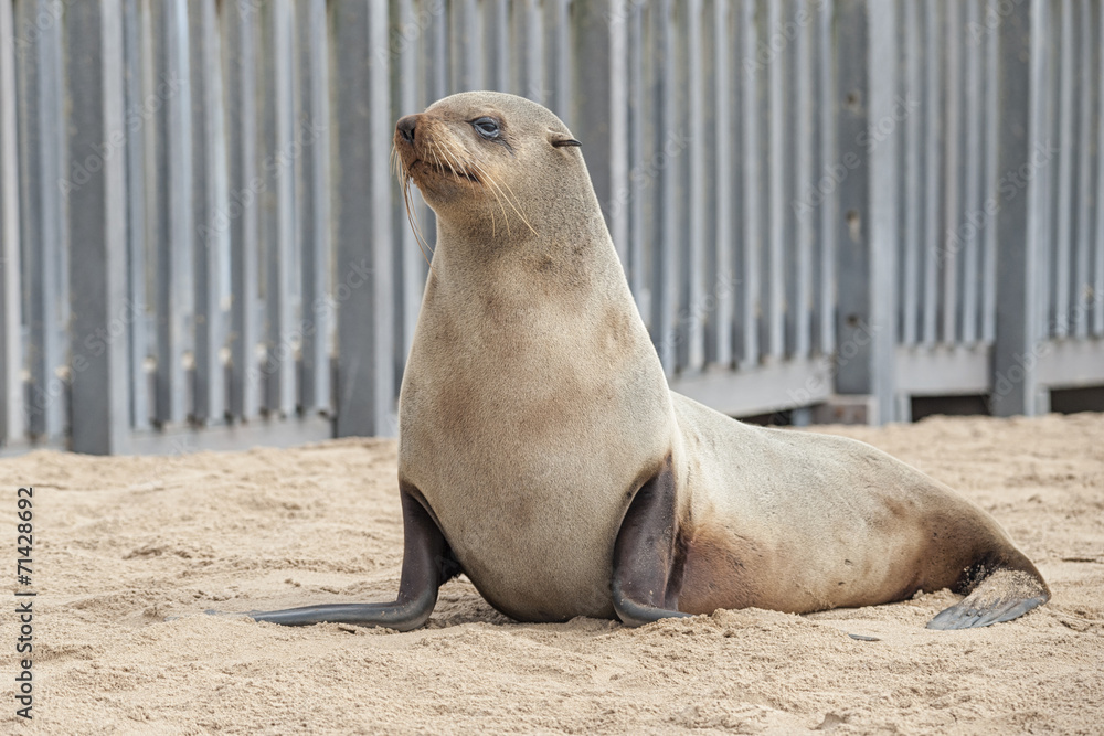 Fototapeta premium Foca