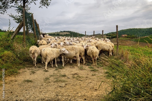 Owce w zagrodzie, Toskania, Włochy