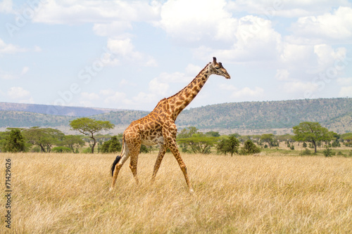 Large giraffe walks at the plains of Africa