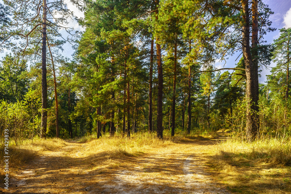 Obraz premium Road to pine forest in the autumn sunny day