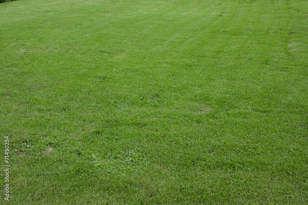 Green lawn for background