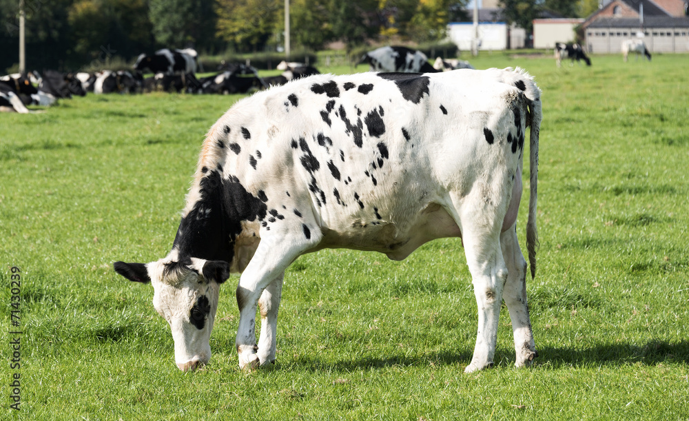 black and white cow grazing in the green grass black and white cow grazing in the green grass