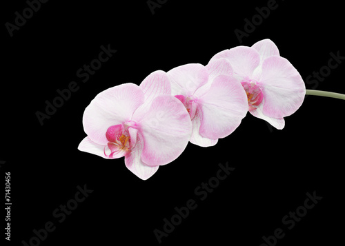 Beautiful pink orchid branch isolated on black background