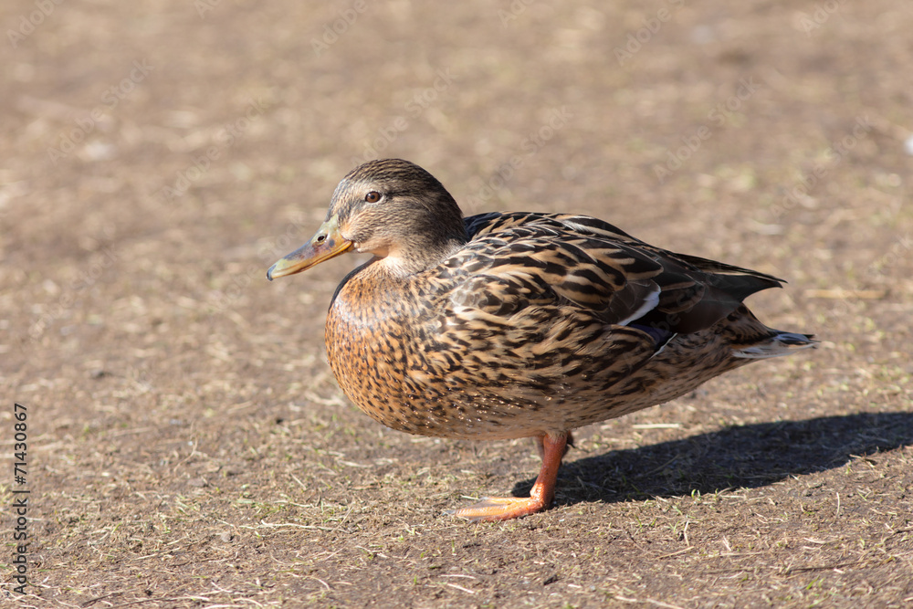 duck closeup duck closeup