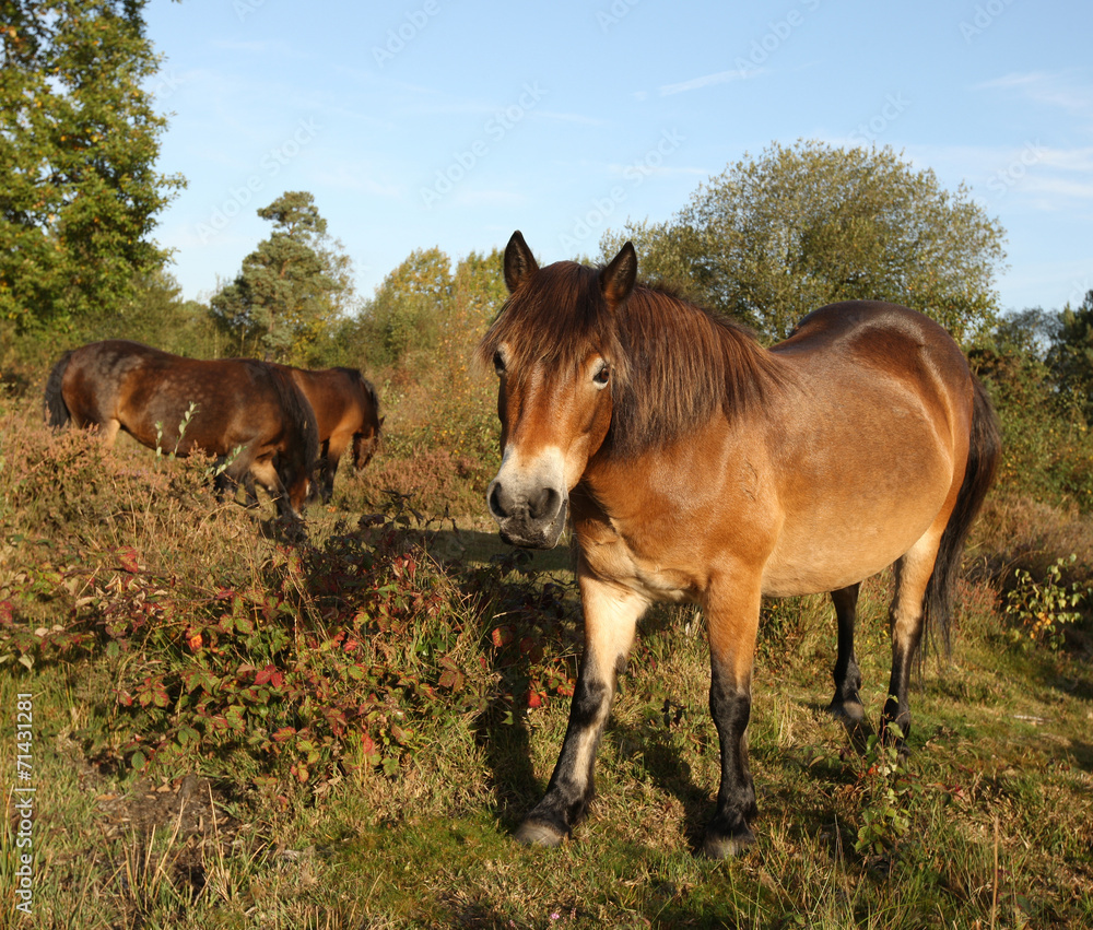 Obraz premium Wild Exmoor ponies walking through a common