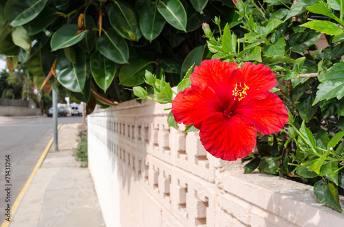 Hibiscus rosa-sinensis