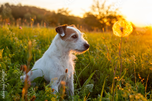 Fotografija Parson Russell Terrier