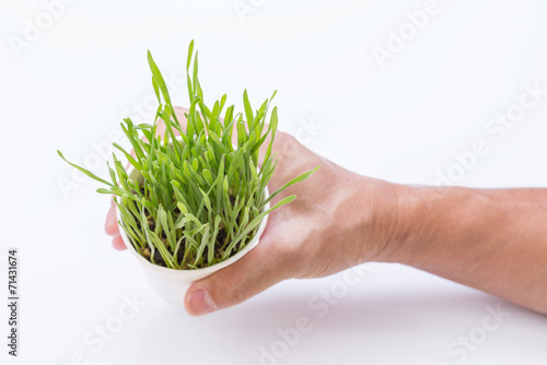 Hand holding cup of wheat grass