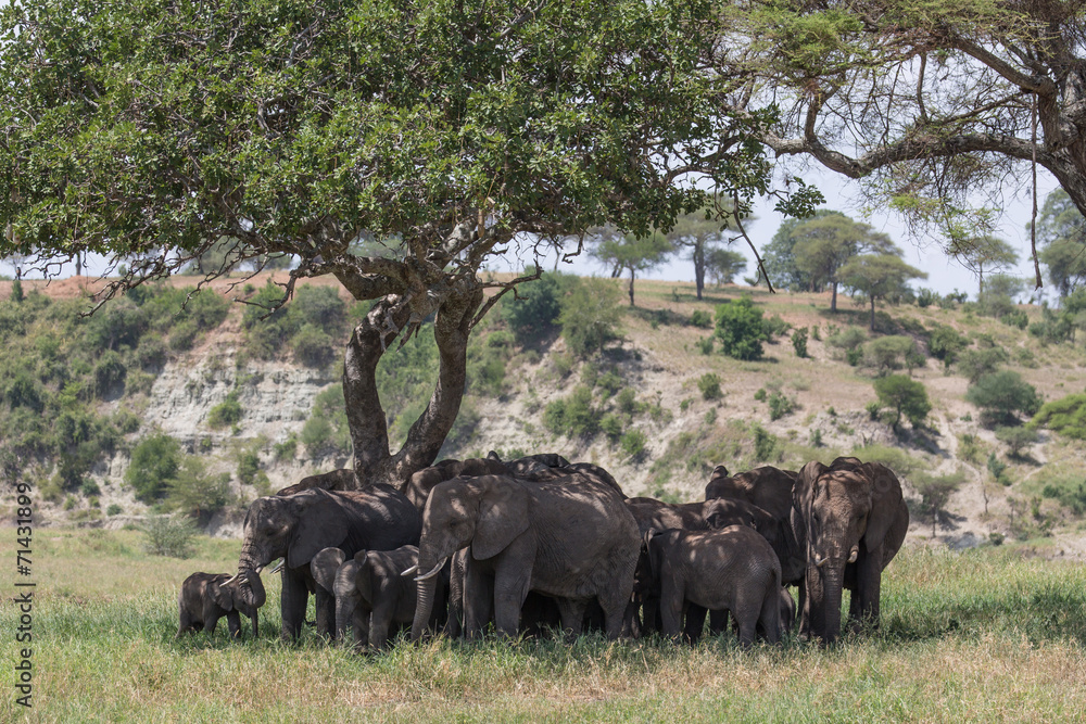 Naklejka premium Elephant
