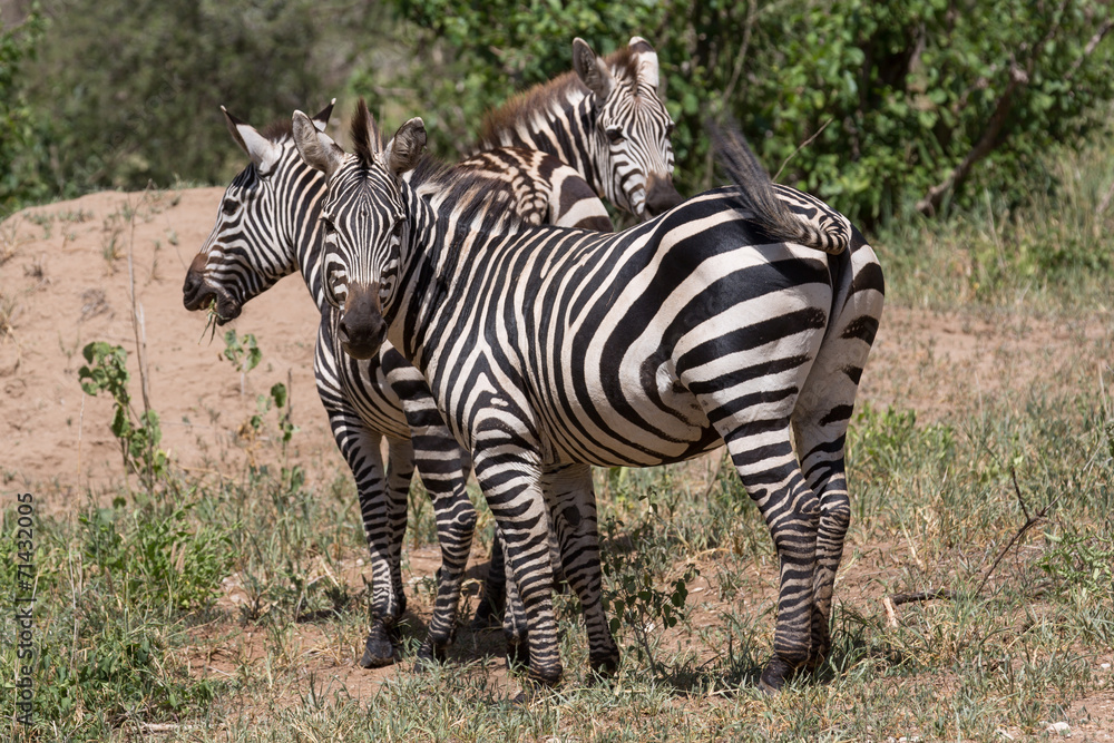 Zebra Zebra