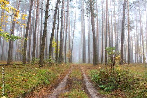 road through foggy forest at autumn, cloudy morning