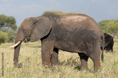 Elephant