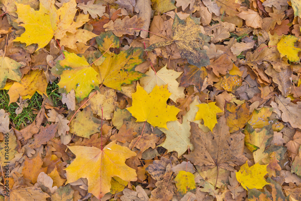 yellow leaves on the ground yellow leaves on the ground