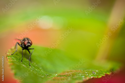 Mouche et feuille photo