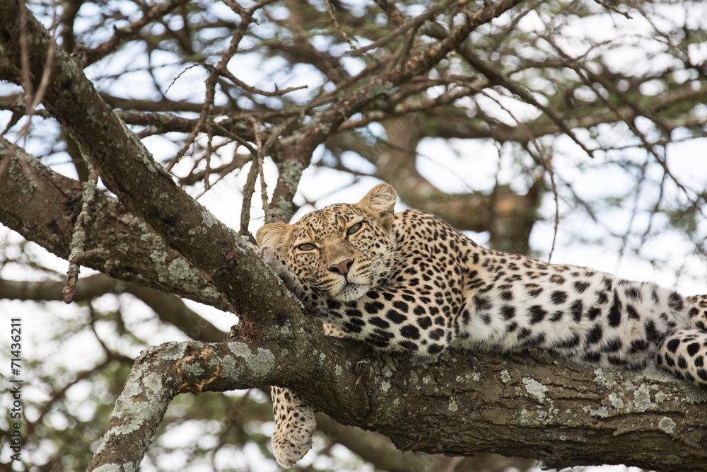 Leopard on a tree Leopard on a tree