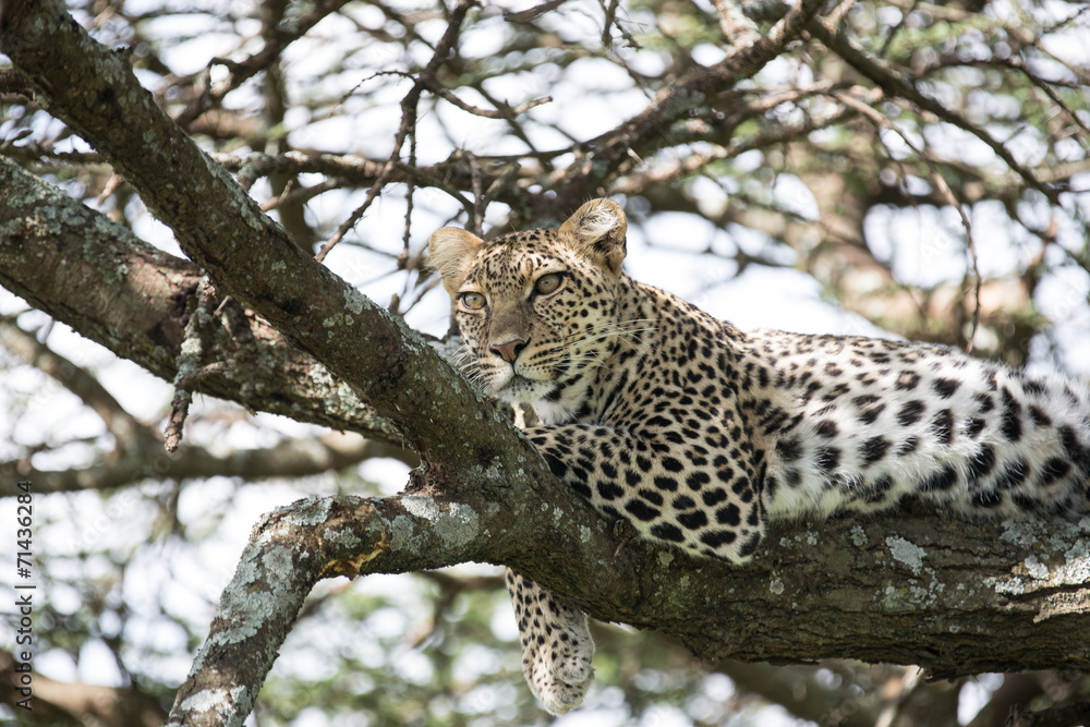 Leopard on a tree Leopard on a tree