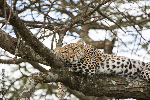 Leopard on a tree © ThoPics