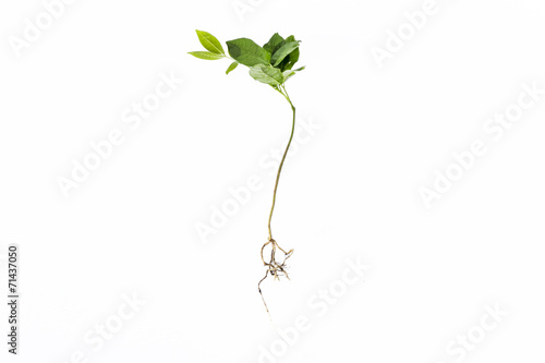 Longan Plant growing from seed