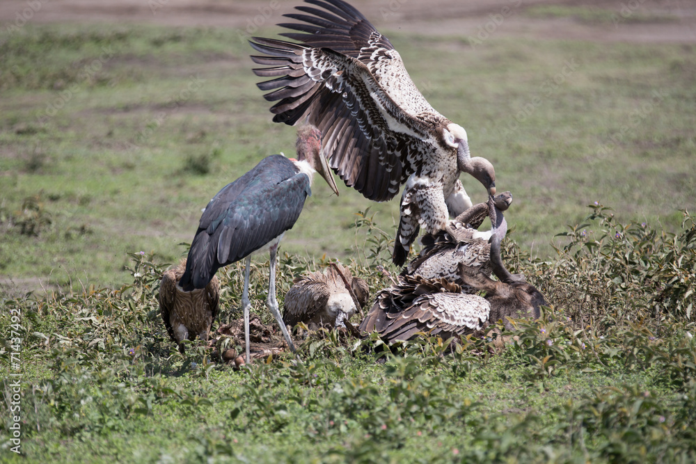 Obraz premium Geier+Marabu