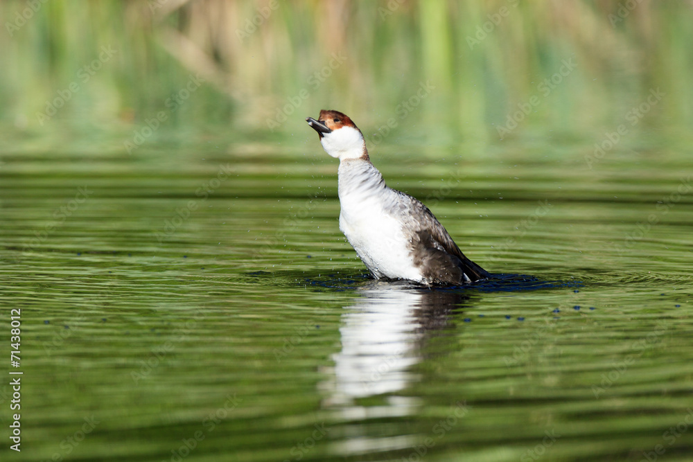 Mergus albellus, Mergellus albellus, Smew Mergus albellus, Mergellus albellus, Smew