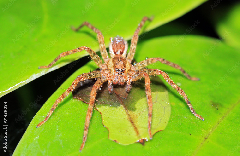 Spider on a Leaf, Monteverde Cloud Forest, Costa Rica Spider on a Leaf, Monteverde Cloud Forest, Costa Rica