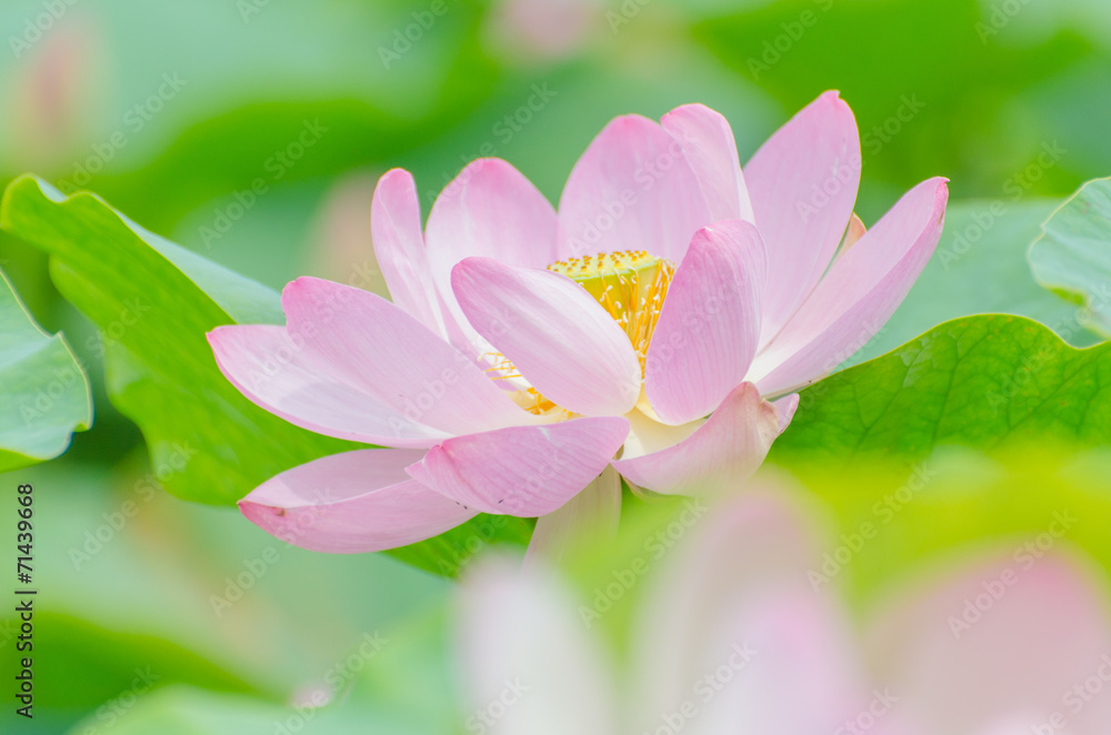 Oga lotus flower in Korakuen garden Japan