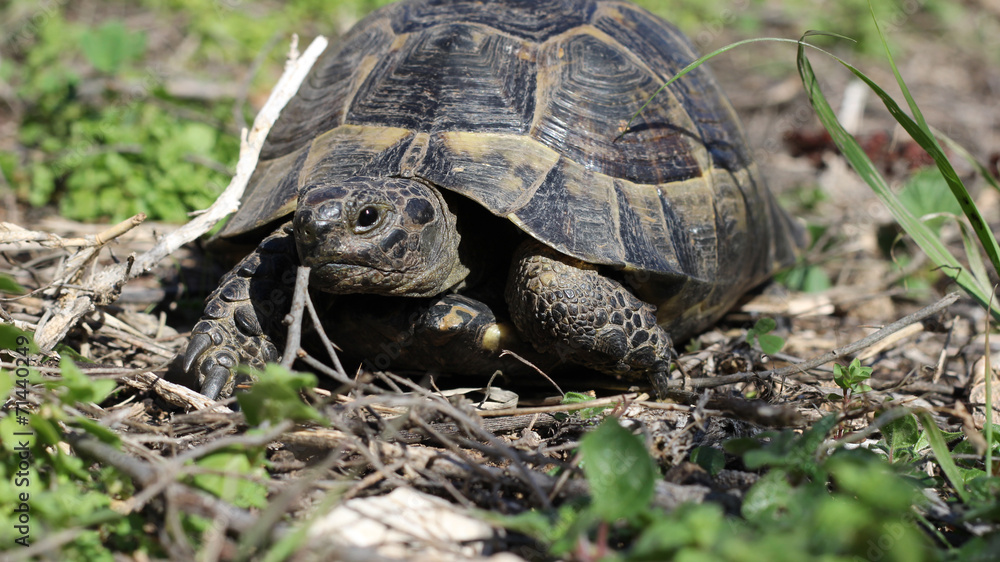Obraz premium Older turtles