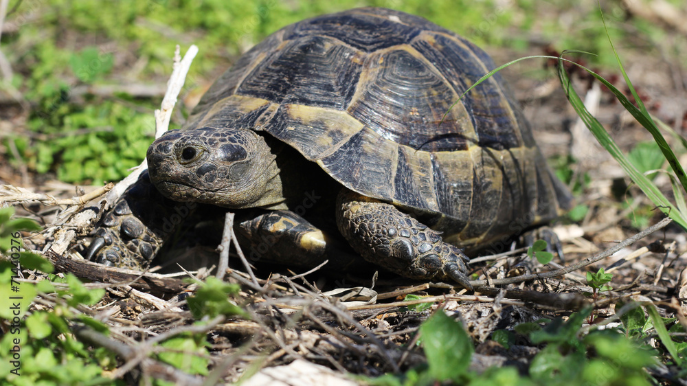 Naklejka premium Older turtles