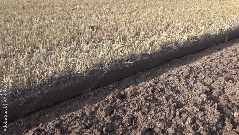 farmland field with wheat stubble after harvesting farmland field with wheat stubble after harvesting