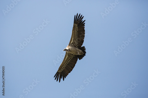 Flying Vulture