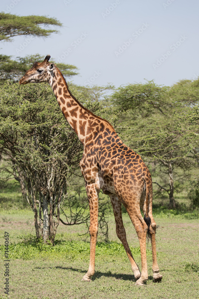 Giraffe Giraffe