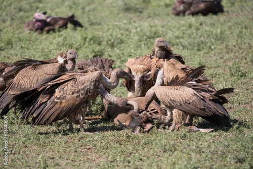 vulture eating wildebeest