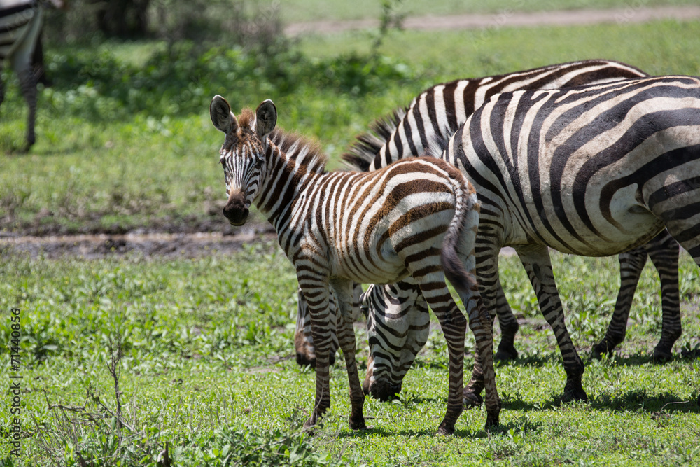 Naklejka premium Zebra