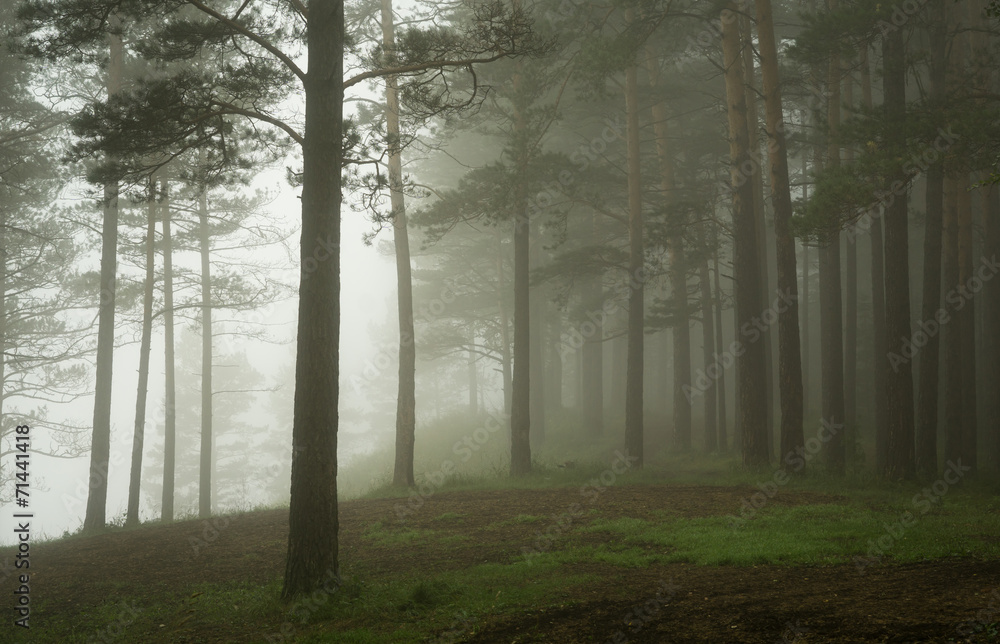Naklejka premium Morning in the Pine Forest